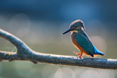 Kingfisher or Alcedo atthis perches on branchの写真素材