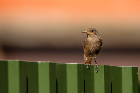 Black redstart or Phoenicurus ochruros with preyの写真素材