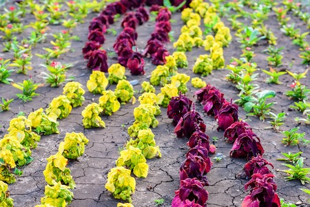 Flowerbed with ornamental plantsの写真素材