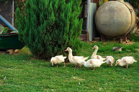 Fowl-run with white domestic ducks on a farmの写真素材