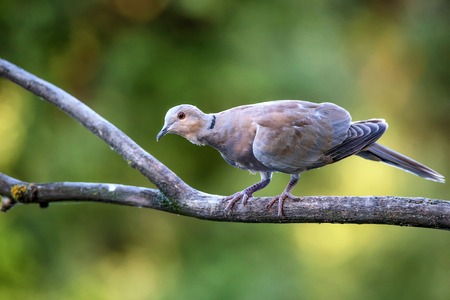 Collared dove or Streptopelia decaocto on branchの写真素材