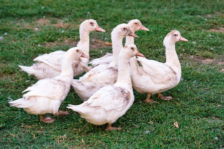 Fowl-run with white domestic ducks on a farm