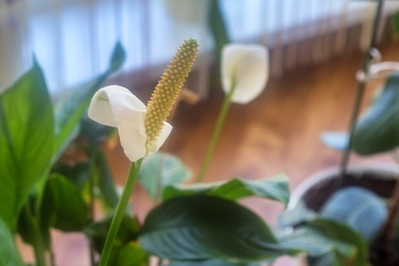 White spathiphyllum with green leaves in blossomの写真素材