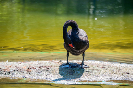 Black Swan or Cygnus atratus stands on river bankの写真素材