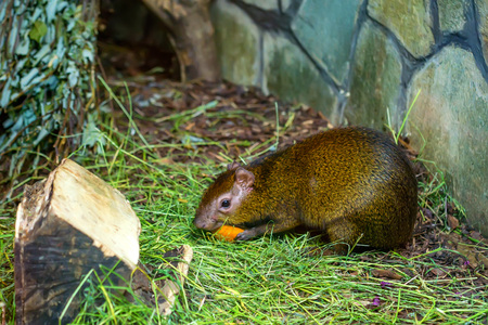 Central American agouti or Dasyprocta punctataの写真素材