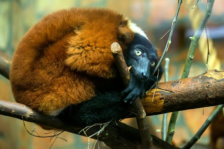 Scared Red Ruffed Lemur or Varecia rubra in zooの写真素材