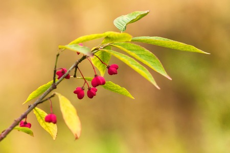 European spindle flower or Euonymus europaeusの写真素材