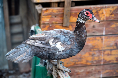 Muscovy duck or Cairina moschata sits on fenceの写真素材