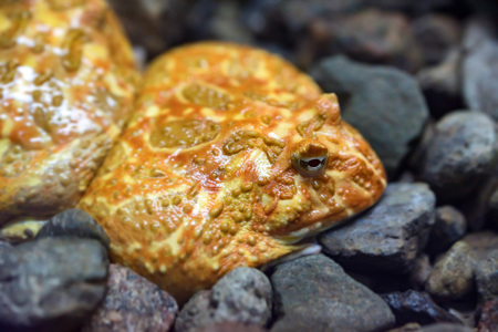 Argentine Horned Frog or Ceratophrys ornataの写真素材