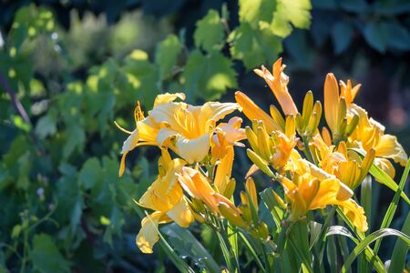 Beautiful yellow Daylilies in garden close upの写真素材