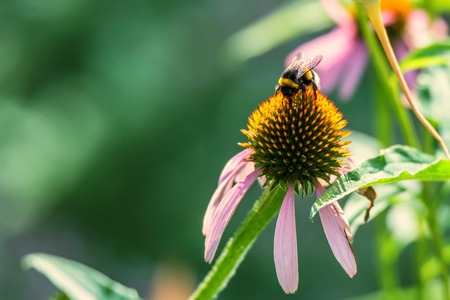 Flowers of Echinacea purpurea and bumblebeeの写真素材