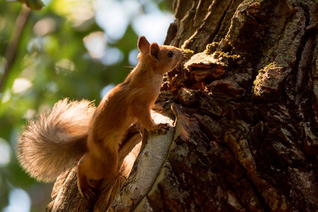 Beautiful wild squirrelの写真素材