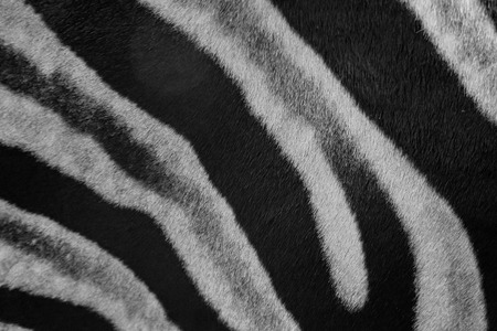 Close up zebra skin pattern black and whiteの写真素材