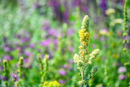 Common mullein or Verbascum thapsus flowerの写真素材
