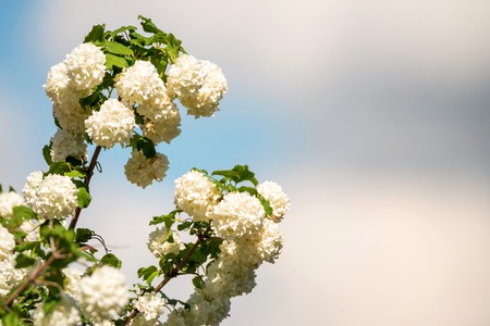Flowers of Viburnum opulus Sterilis against skyの写真素材