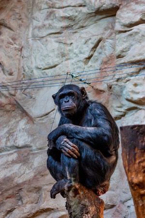 Chimpanzee or Pan troglodytes is sitting on a log