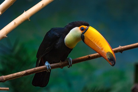 Toco toucan or Ramphastos toco sits on branchの写真素材