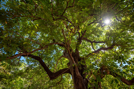 Crown of tropical tree with sunrays