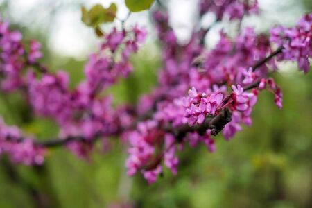 Close up of violet blossoming Cercis siliquastrumの写真素材