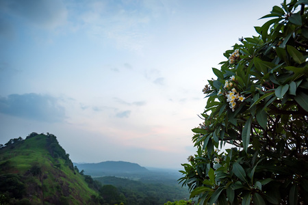 Scenic view of Srilankan mountain forest