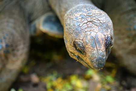 Close-up of Aldabra giant tortoiseの写真素材