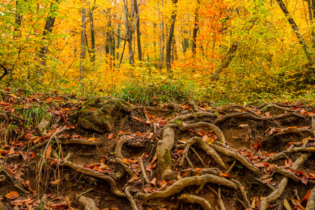 Big roots above the surfaceの写真素材