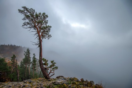 Fantasy autumn landscape with lonesome treeの写真素材