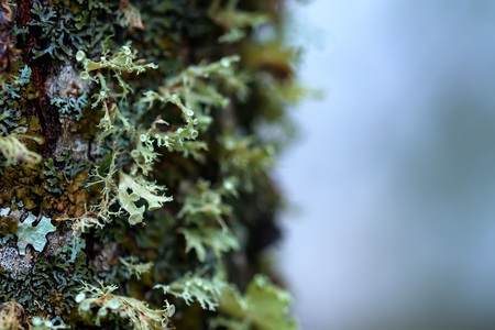Close up of colorful lichen
