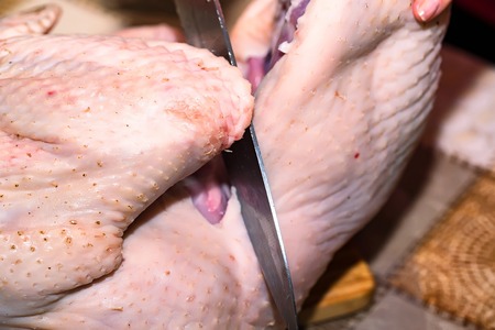 Disjointing raw uncooked turkey on tableの写真素材
