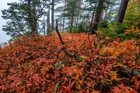 Scenic landscape of forest in fall and lonely treeの写真素材
