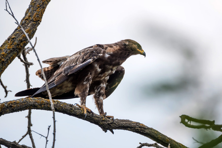 Greater spotted eagle or Clanga clangaの写真素材