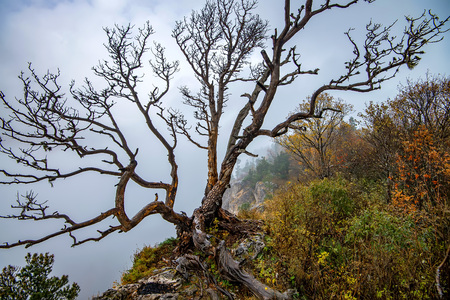 Fantasy autumn landscape with dried tree
