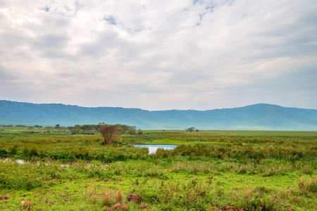 Inside Ngorongoro crater in Tanzaniaの写真素材