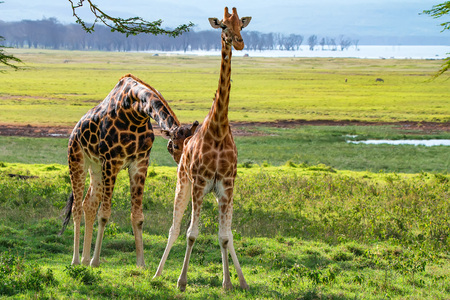 Pair of Ugandan giraffe browses in savannahの写真素材