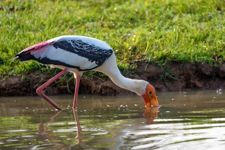 Painted Stork or Mycteria leucocephala