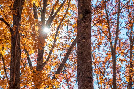 Fall leaves backgroundの写真素材