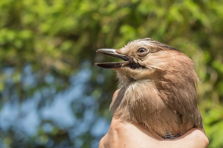 Ornithologist examines the caught birdの写真素材