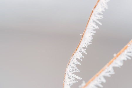 Branch with frost snowflakes macroの写真素材