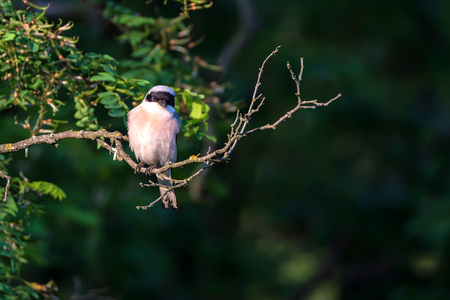 Lesser grey shrike or Lanius minor rests on branchの写真素材