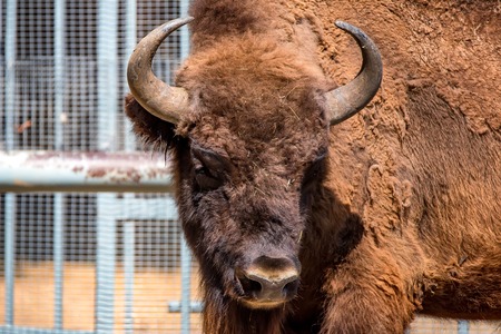 Wisent or European bisonの写真素材