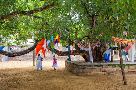 ANURADHAPURA, SRI LANKA - NOVEMBER 2013: Sacred Bodhi treeのeditorial素材