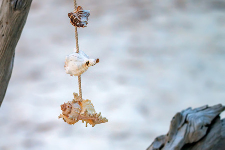 Seashells hanging on rope interior decorationの写真素材