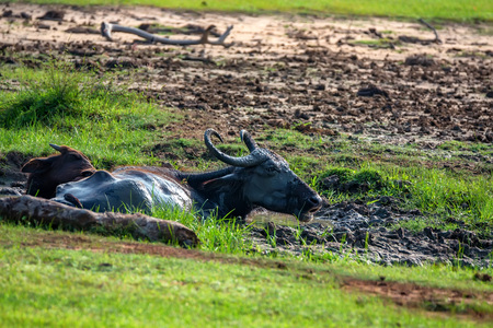 Asian water buffalo or Bubbalus bubbalisの写真素材