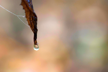 Close up dry leaf with waterdrop hanging on itの写真素材