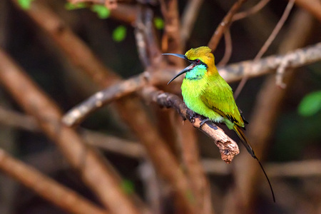 Green bee-eater or Merops orientalis