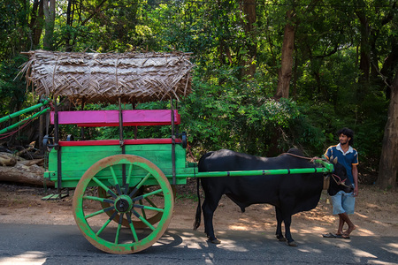 KANDY, SRI LANKA - NOVEMBER 2013: Coutryman with bull carriage