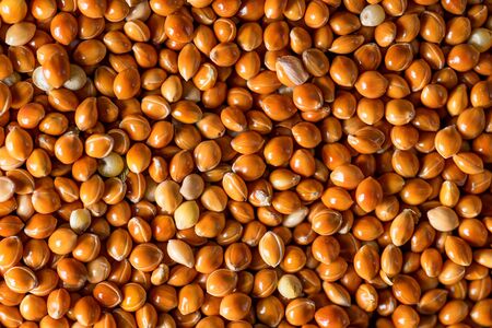 Natural proso millet grains for backgroundの写真素材