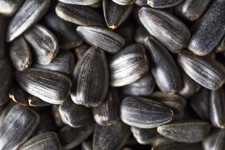 Natural sunflower seeds for backgroundの写真素材