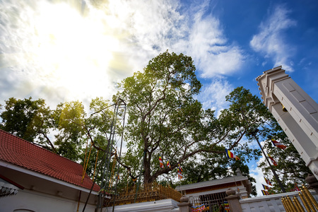 Sacred Mahabodhi treeの写真素材