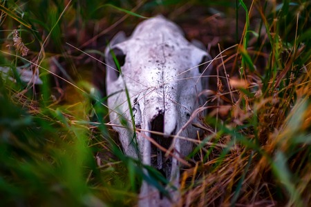 Horse skull in grass close upの写真素材